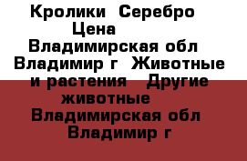  Кролики  Серебро › Цена ­ 350 - Владимирская обл., Владимир г. Животные и растения » Другие животные   . Владимирская обл.,Владимир г.